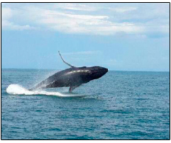 whales Quepos