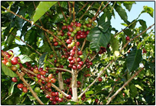 COFFEE  PLANTATION 