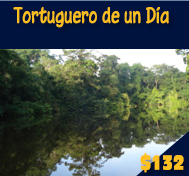 Tortuguero de un Día